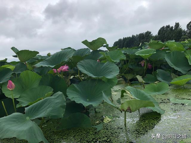 陶瓷批發(fā)市場在哪個地方最便宜的呢，陶瓷批發(fā)哪里最便宜？