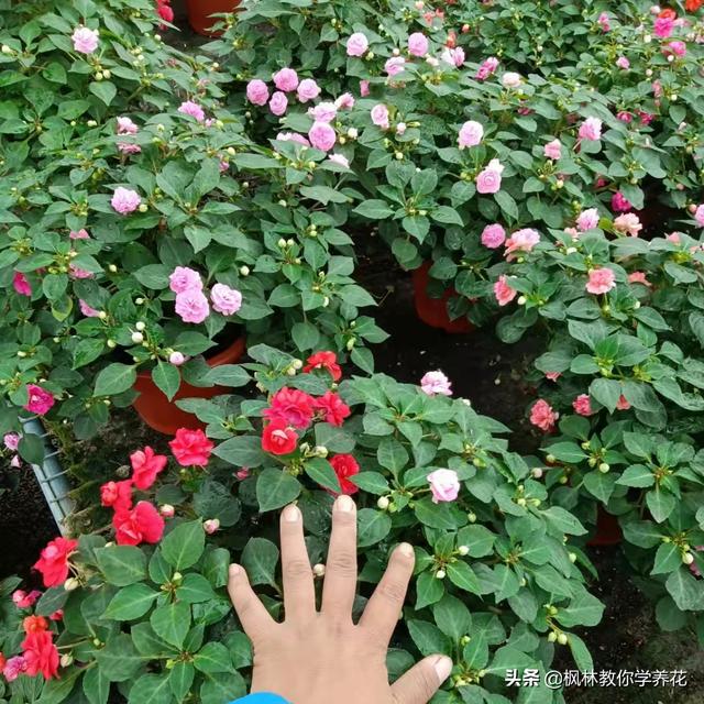 便宜花盆批發(fā)基地在哪里，便宜花盆批發(fā)基地在哪里有？