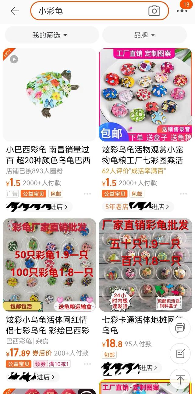 地?cái)偵腺I的小彩龜要怎么養(yǎng)活，地?cái)偵腺I的小彩龜要怎么養(yǎng)活呢？
