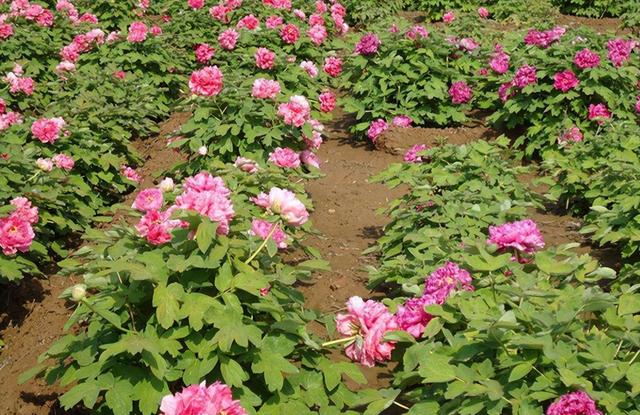 牡丹花苗批發(fā)價(jià)格表，牡丹花苗批發(fā)價(jià)格及圖片？