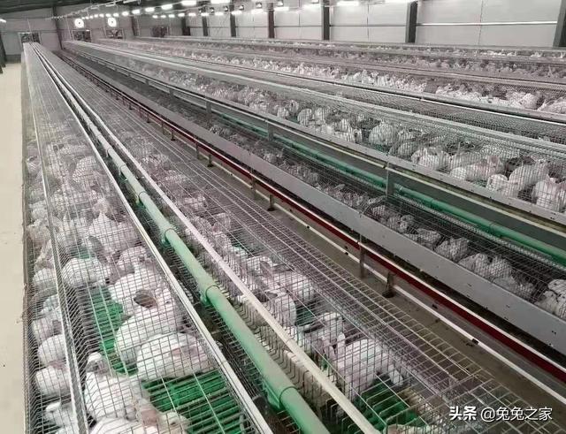 10塊一只兔子批發(fā)哪里有，批發(fā)兔子多少錢一只？