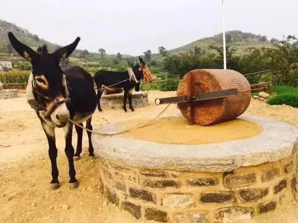 驢肉市場價格多少錢一斤，驢肉驢肉多少錢一斤？