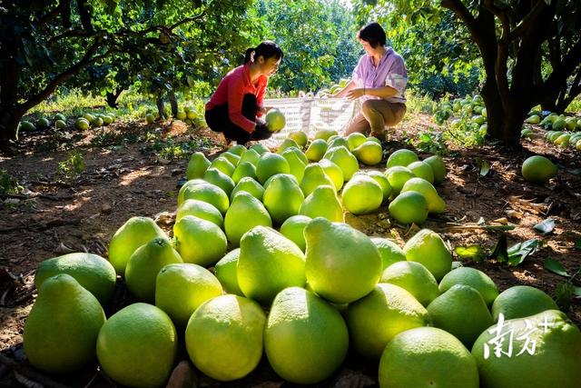 柚子聯(lián)盟代理平臺(tái)，柚子聯(lián)盟代理平臺(tái)官網(wǎng)？