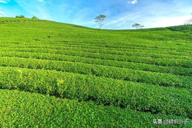 賣(mài)茶葉在抖音里算什么領(lǐng)域，抖音茶葉銷(xiāo)售第一？