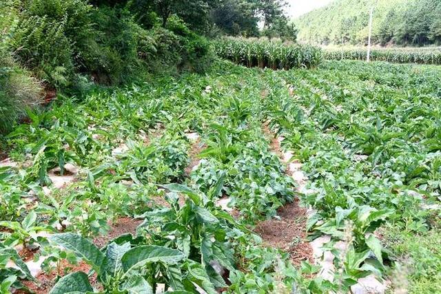 夾皮溝旱煙多少錢一斤，東北夾皮溝旱煙多少錢一斤？