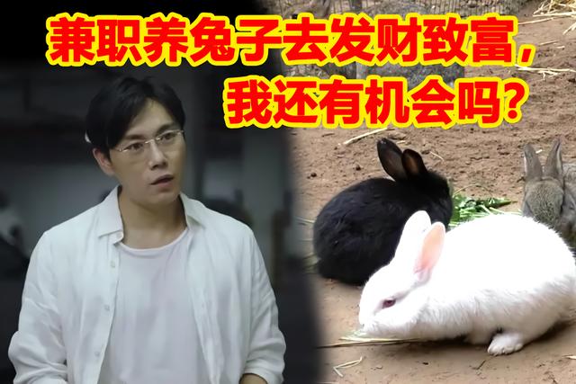 兔子價格多少錢一只，一個兔子賣多少錢？