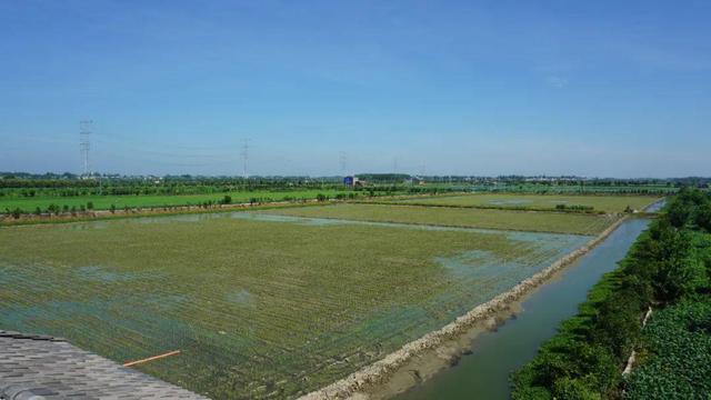 湖北潛江龍蝦批發(fā)市場電話，湖北潛江龍蝦批發(fā)市場電話號碼？