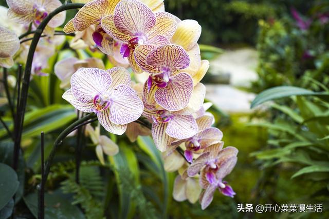 蘭花批發(fā)基地在哪里，蘭花批發(fā)基地在哪里??？