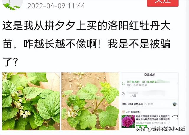 牡丹花苗批發(fā)價(jià)格，牡丹花苗批發(fā)價(jià)格淘寶？