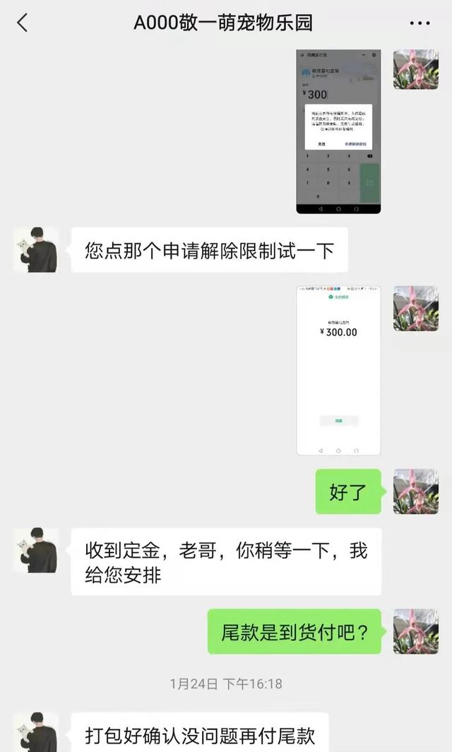 淘寶寵物狗貨源怎么找的，淘寶寵物狗貨源怎么找不到？