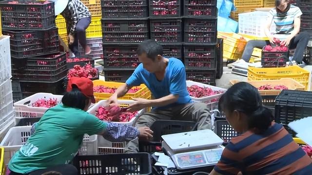電商水果貨源，微商貨源果客邦水果貨源平臺(tái)？