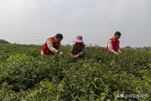 我想開茶葉店貨源怎么找，賣茶葉怎么找客源？
