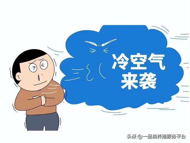 海南鵝苗多少錢一只，海南鵝苗多少錢一只在哪里買？