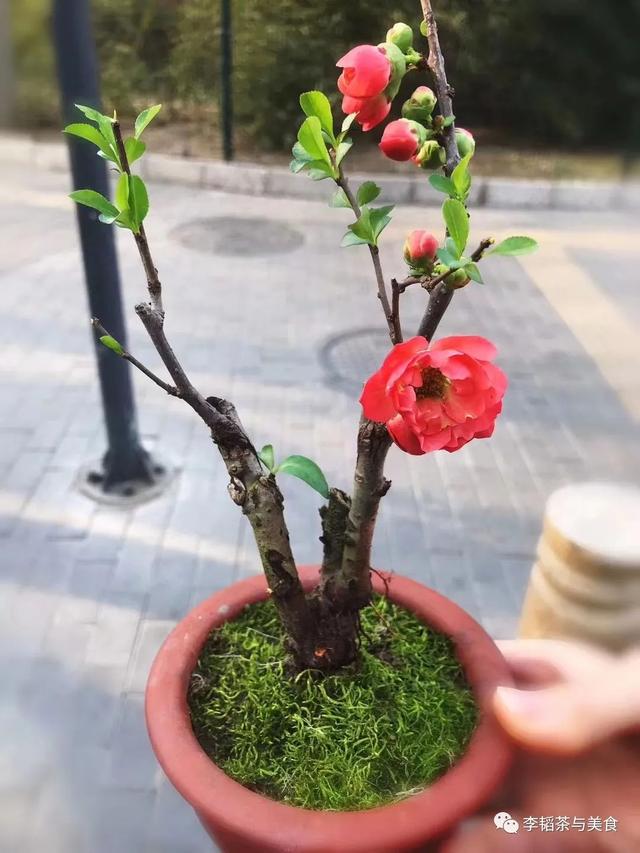 海棠果怎么賣，海棠果有賣的嗎？