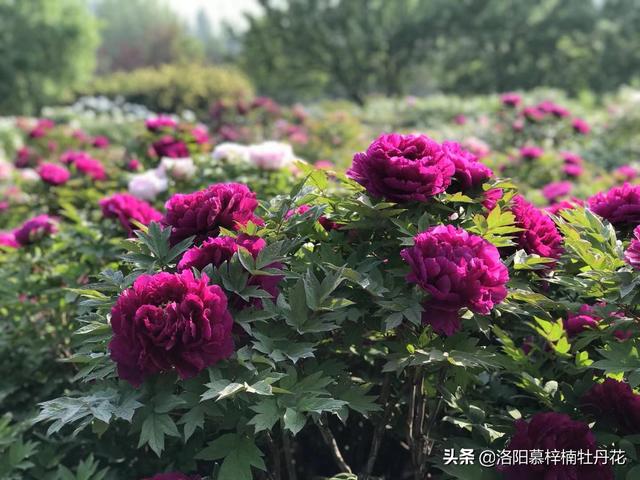 牡丹花苗價(jià)格_產(chǎn)地貨源，牡丹花苗批發(fā)價(jià)格？