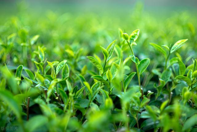 微商賣茶葉聊天技巧，微商賣茶葉的廣告詞？