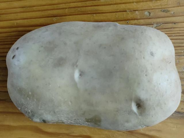 淘寶拼多多熱銷山東包菜貨源拿貨是真的嗎，淘寶拼多多熱銷山東包菜貨源拿貨是真的嗎還是假的？
