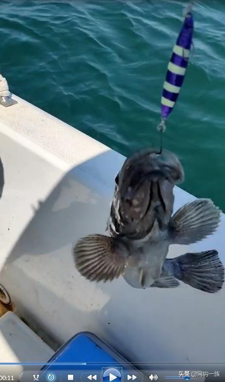 德州釣魚組魚餌怎么樣，德州釣魚組魚餌多少錢？