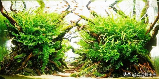 淘寶上哪家的沉木比較好，淘寶沉木是真的嗎？
