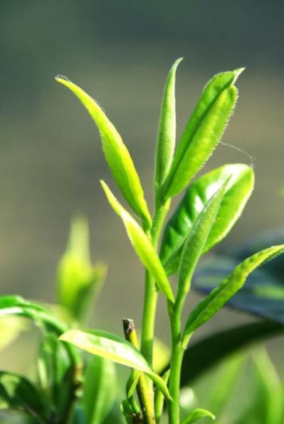 嘉木茶葉圖片，嘉木茶葉圖片大全？