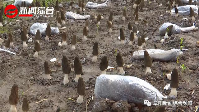 羊肚菌廠家直銷，羊肚菌廠家直銷電話？