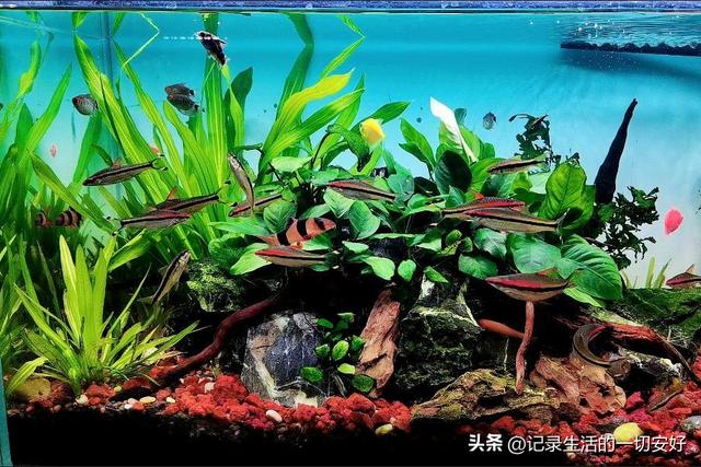 淘寶哪家沉木好，淘寶哪家沉木好賣？