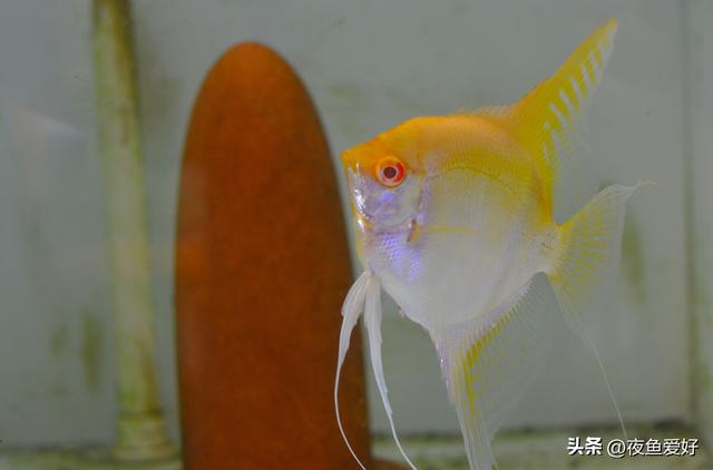 淘寶拼多多熱銷魚神仙貨源拿貨是真的嗎，淘寶拼多多熱銷魚神仙貨源拿貨是真的嗎安全嗎？