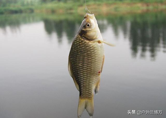 拼多多買魚餌料可靠嗎，拼多多上魚餌是不是正品？