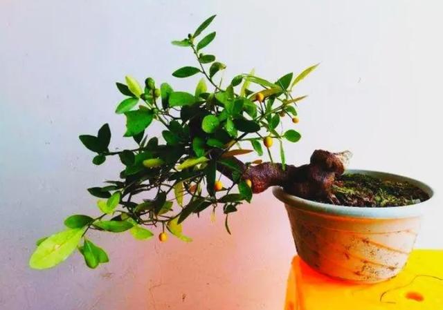 淘寶拼多多熱銷金豆花貨源拿貨是真的嗎，淘寶拼多多熱銷金豆花貨源拿貨是真的嗎安全嗎？