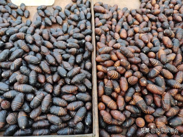 膠東見聞過年吃的“蛹”，你家已經(jīng)準(zhǔn)備好了么？
