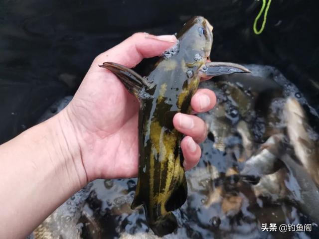 一包顆粒、兩盒蚯蚓，野釣黃辣丁也能爆護，但方法務必選對