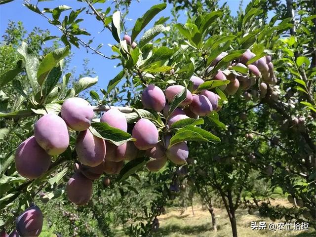市場陷入缺貨，一斤12元熱銷，產(chǎn)地卻險遭滯銷，商販不斷壓價