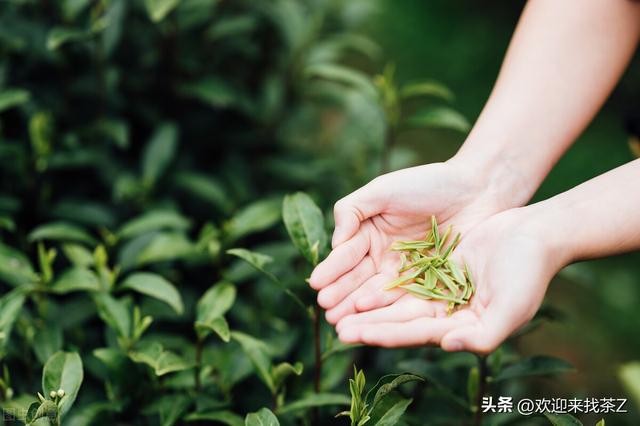拼多多上貨的茶，拼多多上的中茶是真的嗎？