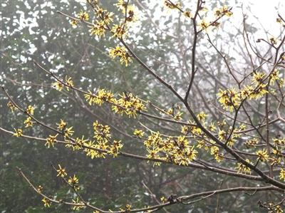 金縷梅茶葉圖片，金縷梅茶葉圖片大全？