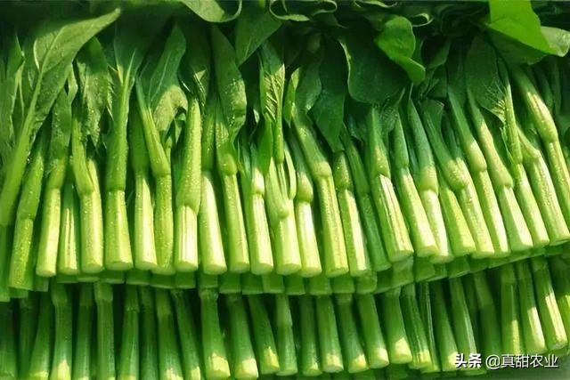 產(chǎn)區(qū)菜心探底；銷區(qū)品種產(chǎn)地更替，行情小幅上調(diào)