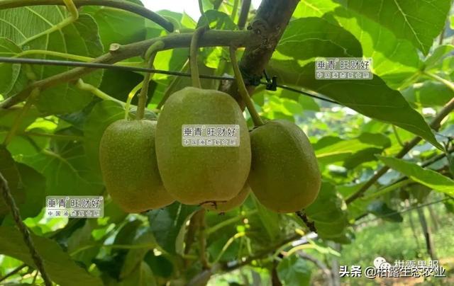 柑橘價格低迷，地頭價8~10元斤的紅心獼猴桃是否值得種植？