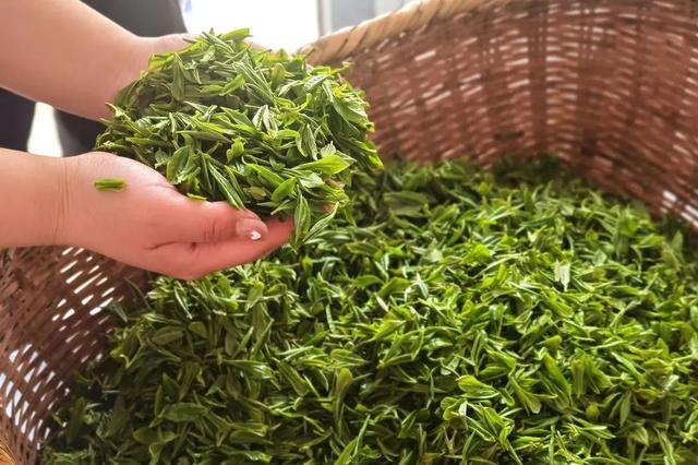 淘寶拼多多熱銷蕭氏茗茶貨源拿貨是真的嗎，淘寶拼多多熱銷蕭氏茗茶貨源拿貨是真的嗎可信嗎？