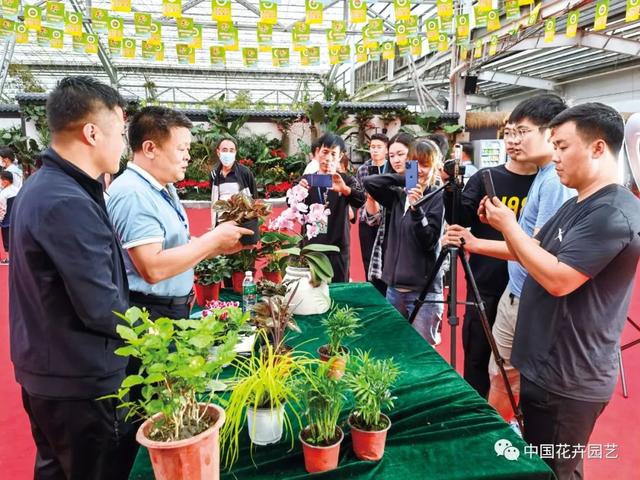 淘寶花卉貨源在哪里找到，淘寶花卉貨源在哪里找到的？