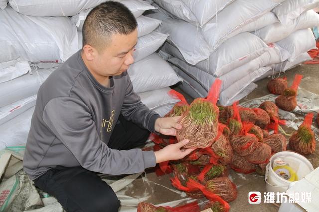 淘寶拼多多熱銷韭菜仿真貨源拿貨是真的嗎，淘寶拼多多熱銷韭菜仿真貨源拿貨是真的嗎還是假的？