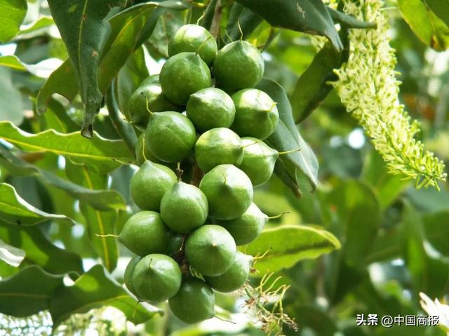 水果代理微信貨源網(wǎng)，水果微商一手貨源？
