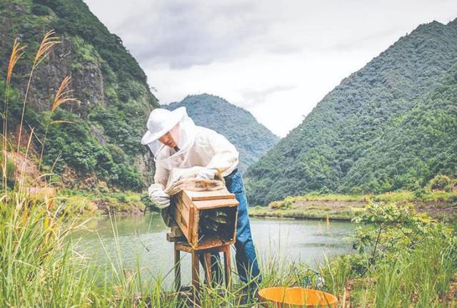 蜂蜜批發(fā)一手貨源，蜂蜜批發(fā)代理？