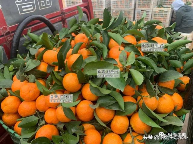 桂林水果微商貨源地址，桂林水果微商貨源地址電話？
