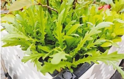 淘寶拼多多熱銷小號花盆貨源拿貨是真的嗎，拼多多_花盆？