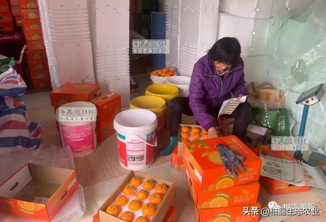 淘寶拼多多熱銷橘柑橘貨源拿貨是真的嗎，淘寶拼多多熱銷橘柑橘貨源拿貨是真的嗎安全嗎？