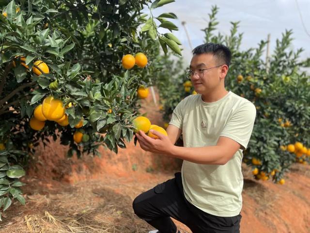 淘寶拼多多熱銷水洗橙子貨源拿貨是真的嗎，拼多多上的橙子怎么樣？