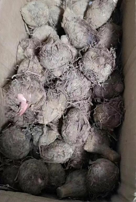 淘寶拼多多熱銷毛芋貨源拿貨是真的嗎，淘寶拼多多熱銷毛芋貨源拿貨是真的嗎安全嗎？