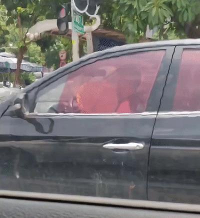 淘寶拼多多熱銷葵扇子貨源拿貨是真的嗎，葵扇子多少錢一斤？