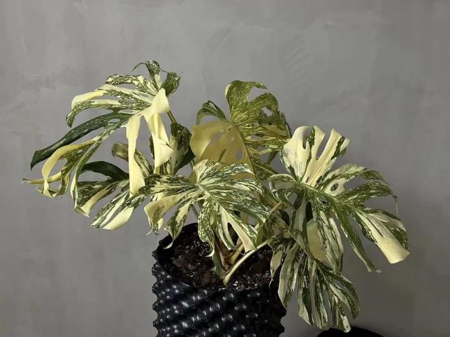 淘寶綠植找貨源怎么找，淘寶綠植找貨源怎么找的？
