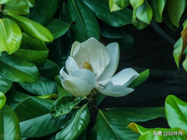 淘寶花苗貨源怎么找不到，淘寶上賣花苗的店鋪哪家好？
