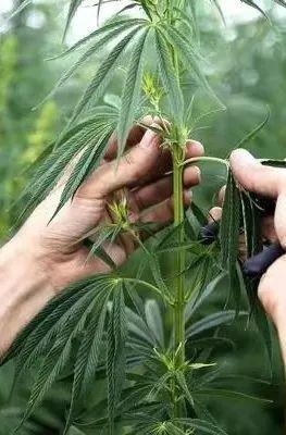 十大棉麻女裝品牌，棉麻女裝批發(fā)一手貨源在哪里？